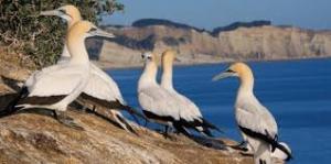Gannets Cape Kidnappers